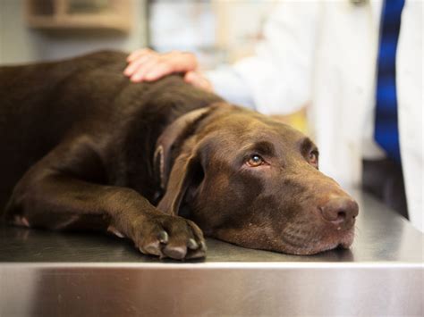Mysterious disease affecting dogs has owner worried